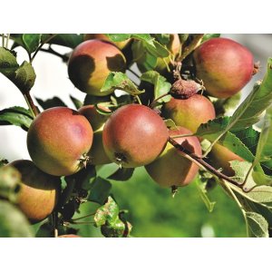 Jabloň domáca (Malus domestica) ´BELLE DE BOSKOOP ROUGE´ - zimná, výška 270-300 cm, obvod kmeňa 6/8 cm, kont. C6L